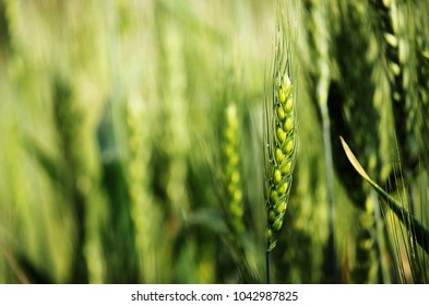 Green Wheat Feild