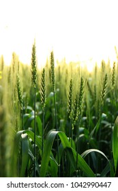 Green Wheat Feild