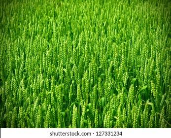 Green Wheat Field