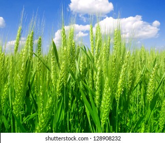 Green Wheat Field