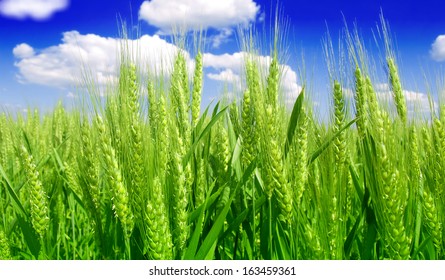 Green Wheat Field