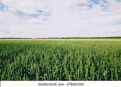 Green Wheat Field