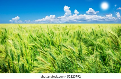 Green Wheat Field