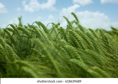 Green Wheat Field