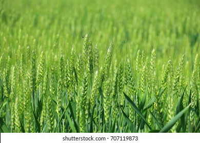 Green Wheat Field