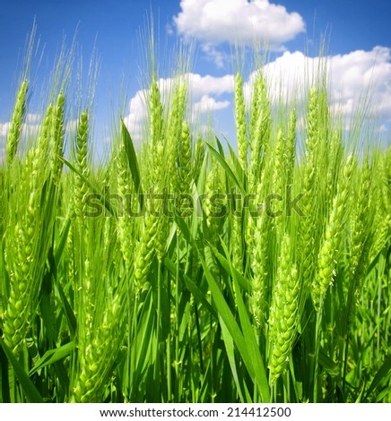 Similar – Image, Stock Photo wheat ears Field Wheat