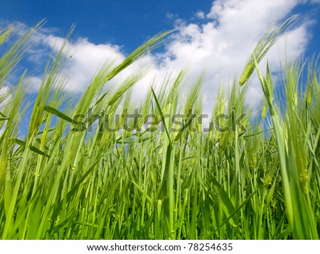 Similar – Foto Bild Wolken und Getreide Himmel