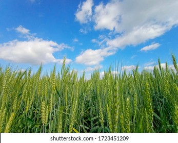 Green Wheat Field With Blue Sky Background, Punjab, Pakistan.