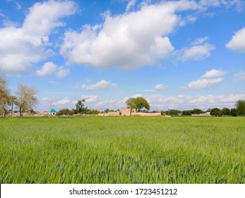 Green Wheat Field With Blue Sky Background, Punjab, Pakistan.