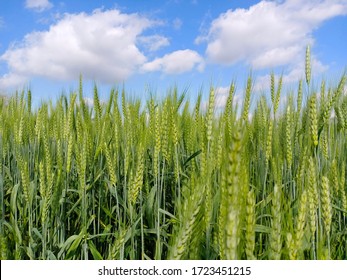 Green Wheat Field With Blue Sky Background, Punjab, Pakistan.