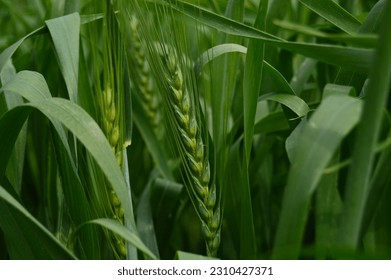 Green wheat field close up image. Wheat field image. View on fresh ears of young green wheat and on nature in spring summer field close-up. With free space for text on a soft blurry sky background. - Powered by Shutterstock