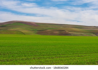 Green Wheat Field, Wheat Field And Countryside Scenery, In The Background Is A Hill, Clouds And A Blue Sky, Spring Semester In The State Of Mila, Algeria