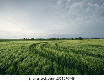 Green wheat field with curved car tracks at dusk. Cloudy cold grey sky in the background - moments before the storm. - Powered by Shutterstock