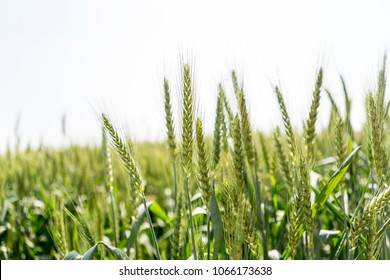 Green Wheat Field In Day Time In Punjab, India