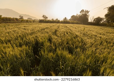 Green wheat field landscaping with sunset Maharashtra India  - Powered by Shutterstock