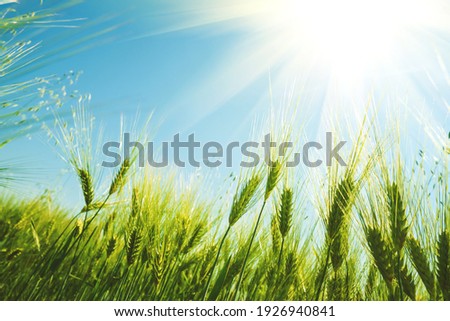 Green wheat field on sunny day. Natural background. Harvest concept. Zero angle. Soft focus