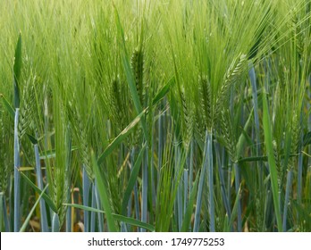 Green wheat field ripening in the sunshine. green blades of wheat enveloped in the spring sun during the golden hour - Shutterstock ID 1749775253