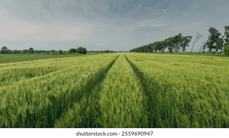 Green wheat field with straight tractor tracks at dusk. Cloudy cold grey sky in the background - moments before the storm. - Powered by Shutterstock