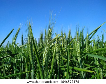 Similar – Foto Bild Grün unter Blau Wiese grün