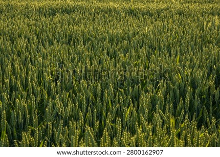 Green wheat field texture background under warm sunlight, beautiful young crop agricultural plantation, pattern of rye or barley ears growing outdoors.