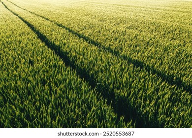 Green wheat field with tractor tire marks in spring sunset, aerial shot - Powered by Shutterstock