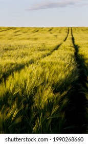 Green wheat field and tractor traces, summer evening, sunset