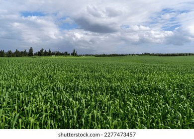 A green wheat field in winter - Shutterstock ID 2277473457
