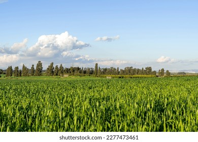 A green wheat field in winter - Shutterstock ID 2277473461