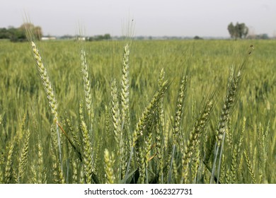 Green Wheat fields close up