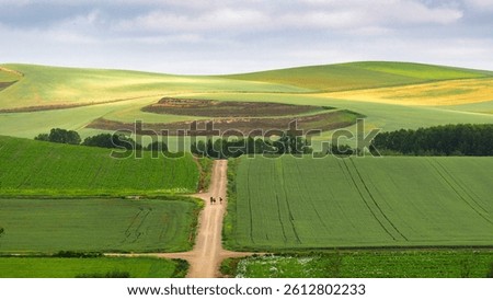 Green wheat fields in May along the tenth stage of the Camino de Santiago From Santo Domingo de la Calzada to Belorado