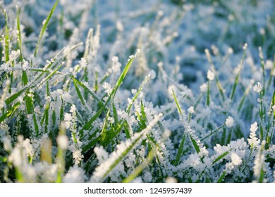 green wheat grass field with the first snow in the evening sunset with a boke - Powered by Shutterstock