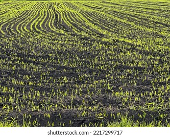 Green Wheat Grass Field At A The Spring.