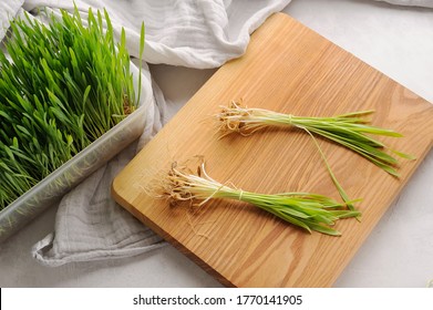 Green wheat grass plant on thecutting board and in the pot.Sprouted wheat. Healthy, detox ingredient.