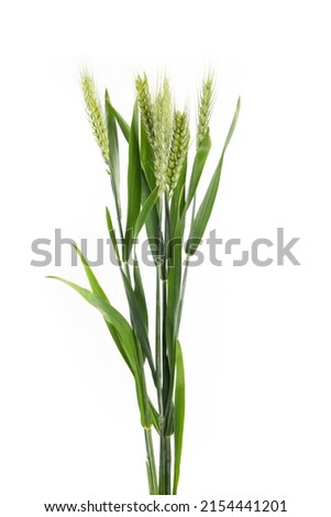 green wheat isolated on white background.