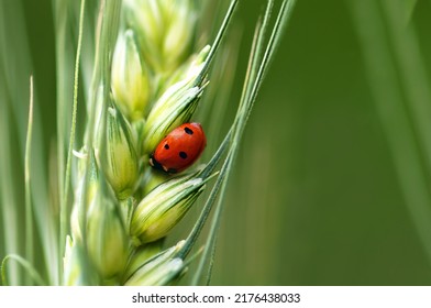 Green Wheat With Ladybug, Macro Photo, Copy Space,