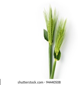 Green Wheat On White Background