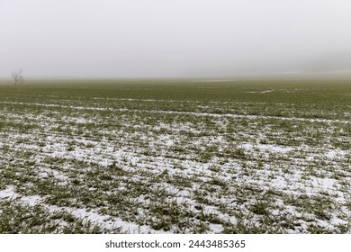 green wheat in the winter season, green wheat sprouts under the snow in the winter season - Powered by Shutterstock