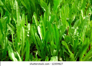 green wheed