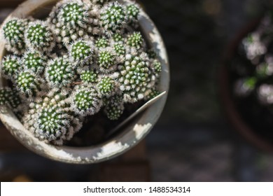 Green and white cacti in greenhouse