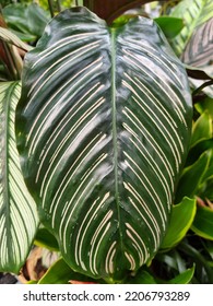 Green And White Calathea Foliage 