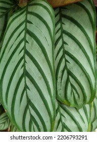 Green And White Calathea Foliage 