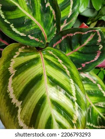 Green And White Calathea Foliage 