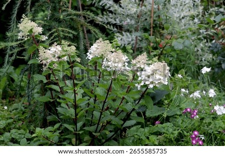 Green and white color Hydrangea Paniculate Bee Happy flowers in a garden in August 2023. Idea for postcards, greetings, invitations, posters and Birthday decoration, background
