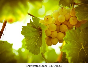 Green - White Grape (Riesling)