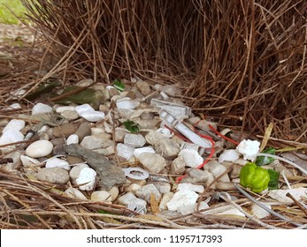 Green, White And Gray Coloured Objects Outside Bower Bird Nest.