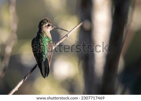 Green and white hummingbird with ling beak perched in the forest of the Yucatan peninsula during sunrise 