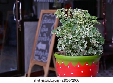 Green And White Leaf Of Araliaceae Or Polyscias Sp In Pot