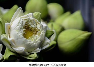 Green White Lotus Flower Bloom Stock Photo 1213221040 | Shutterstock