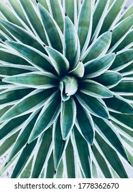 A Green And White Plant In Irvine, CA.