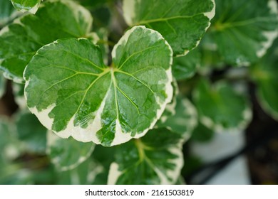 Green And White Variegated Plants Leaf